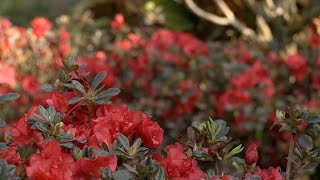 Top 3 reasons to add Majestic Encore Azaleas to your outdoor space [upl. by Burny]