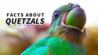 Quetzal Facts BEAUTIFUL BIRDS  Animal Fact Files [upl. by Sergio]