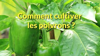 26 ASTUCES POUR FAIRE FACILEMENT POUSSER TES PROPRES PLANTES [upl. by Prichard]