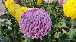 Chrysanthemum  চন্দ্রমল্লিকা  Giant  Incurved  By Samir Adak  INDIA  2021  Part 1 [upl. by Kliber]