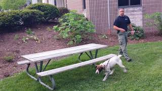 Blacksburg Police Drug Sniffing Dog Demo [upl. by Tnerual]