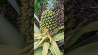 Something Nibbled on my Pineapple [upl. by Ailaza]