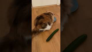 Cat vs Cucumber [upl. by Ayotel643]