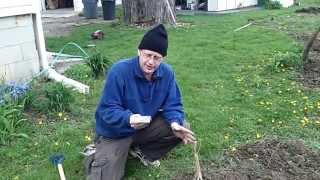 Planting Daikon Radishes Japanese Radish The Wisconsin Vegetable Gardener Straight To The Point [upl. by Yeung]