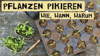 Wie und wann pikiert man Jungpflanzen Warum pikieren und nicht direkt in Töpfe säen [upl. by Ner]