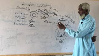 Formation of Chick Early Gastrulation [upl. by Adamik]