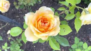 Oregold and gold glow hybrid rose [upl. by Retswerb571]