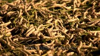 Sericulture or silk worm rearing in Karnataka [upl. by Eniotna773]