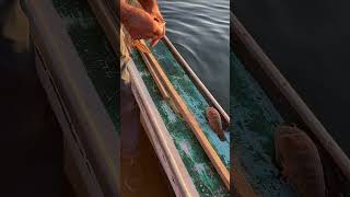 DamariscottaRiverBountySculpin shortsvideo sculpin fishing saltwaterfishing oceanfishing [upl. by Esylla]