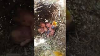 Baby Birds Hatchling EP00994 bird baby birds birdphotography Nests Egg laying Hatching [upl. by Leopold]