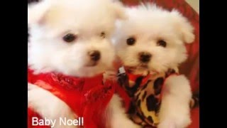 TINY TEACUP Maltese puppies for sale Too die for cute video [upl. by Htenywg]