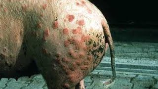 Erysipelas in Pigs Causes Signs and Methods of Treatment [upl. by Narf]