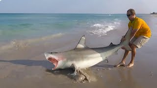 Unglaublich  Er zieht riesigen Bullenhai mit bloßen Händen aus dem Meer und rettet ihm das Leben [upl. by Jason273]