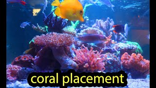 Coral Placement 101 [upl. by Mordy124]