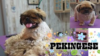 Pekingese shavedown Dog Grooming [upl. by Wertheimer656]