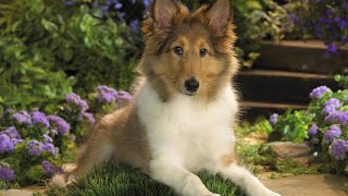 Sheltie Dog  Top 10 Shetland Sheepdog Facts [upl. by Lemahs]