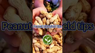 Peanut High yield Tips shortvideo howto youtubeshorts viralvideo agriculture plants video [upl. by Ecylahs]