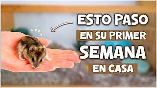 🐹 DOMESTICANDO UN HAMSTER DESDE CERO  Hamster en Casa [upl. by Yedarb825]