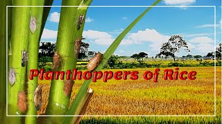 Pests of rice Mcqs  Agricultural entomology  ICAR JRF SRF BHU IBPS AFO Important questions [upl. by Burkley]