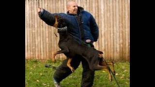 How to Train a Dog to Attack K91com [upl. by Renate816]