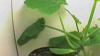 Squash plant timelapse 90 000 [upl. by Odranar648]