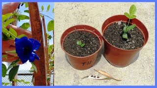 How to Grow Clitoria Ternatea Aparajita or Butterfly Pea from seed  scarifying method [upl. by Sedgewake]