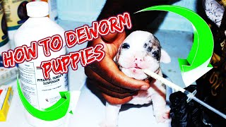 HOW TO DEWORM PUPPIES PROPERLY AT HOME USING Pyrantel PamoateOral Liquid [upl. by Lalittah341]