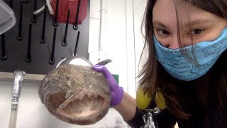 GoosefishMonkfish Lophius americanus dissection [upl. by Natsreik]