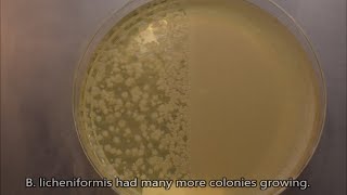 What does it take to kill a bacterial spore Petri dish timelapse [upl. by Chladek]