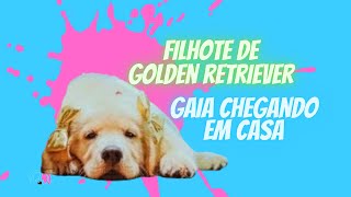 FILHOTE DE GOLDEN RETRIEVER [upl. by Carthy]