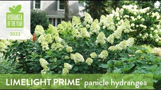 Hydrangea of the Year 2023  Limelight Prime® [upl. by Holmun938]