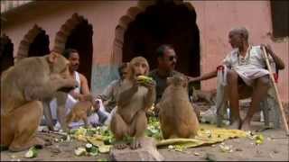 Macaques and Langoors in Rajasthan [upl. by Wurst]