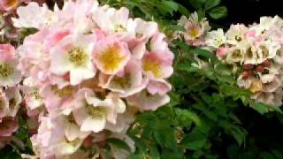 京成バラ園 キュー ランブラー The Rose Lambler Rose Kew Rambler [upl. by Trudie]