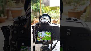 Nikon D7500 Photography Nikon photography nikon nikond7500 wildlifephotography [upl. by Kalvn]