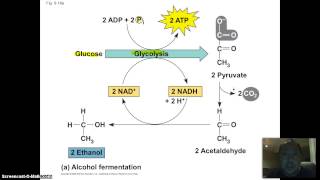 Fermentation Overview [upl. by Adigun]
