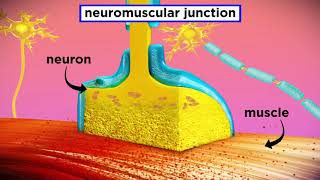 The Mechanism of Muscle Contraction Sarcomeres Action Potential and the Neuromuscular Junction [upl. by Ycinuq248]