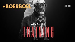 Floki Object Obedience Guarding training Boerboel [upl. by Shererd]