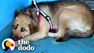 Rescue Dog Hides In The Corner Until The Right Person Comes Along  The Dodo Faith  Restored [upl. by Casper]