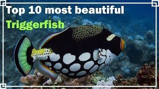 Top 10 most beautiful Triggerfish [upl. by Enaerb]