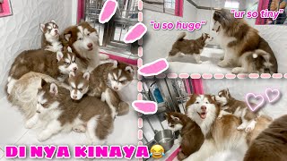 Hercules Finally Meet His Pups  KINULIT SYA NG BONGGA  VLOGMAS ‘22 Day 13  Husky Pack TV [upl. by Yelkrab935]