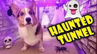 Building a CORGI Sized Haunted House 🐾👻 🎃 Life After College Ep 614 [upl. by Bushey]