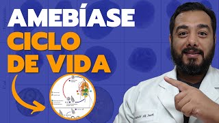 Forma infectante da Entamoeba histolytica  Ciclo da amebíase  Parasitologia  Prof Victor Proença [upl. by Annoit]