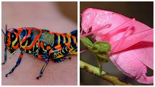 Beyond Green Exploring the Most Gorgeous Grasshoppers on Earth Pink GrasshopperRainbow Grasshopper [upl. by Esiuqram]