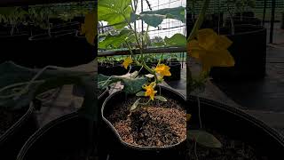 Picolino Cucumber Growing on a Trellis [upl. by Sager]