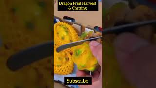 pitaya fruit cutting amp Harvest gardening dragon [upl. by Airotciv]