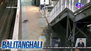 Koala nagpagalagala sa isang istasyon ng tren  Balitanghali [upl. by Deanne351]