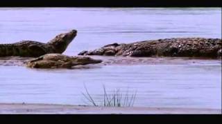 Crocodile Stealth Strike  Nat Geo Wild [upl. by Mariette560]