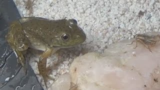 Frogs  Week 8  Eating Bugs [upl. by Fabian]