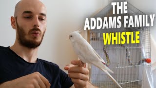 COCKATIEL TRAINING SONGS The Addams Family Theme Whistle [upl. by Leffen]