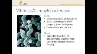 Diseases Vibriosis and Campylobacteriosis [upl. by Cox]